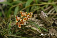 异型兰Chiloschista yunnanensis