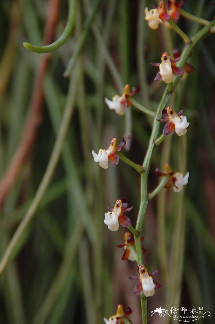 长叶隔距兰Cleisostoma fuerstenbergianum