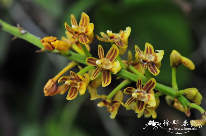 大序隔距兰 Cleisostoma paniculatum 大序隔距兰 Cleisostoma paniculatum