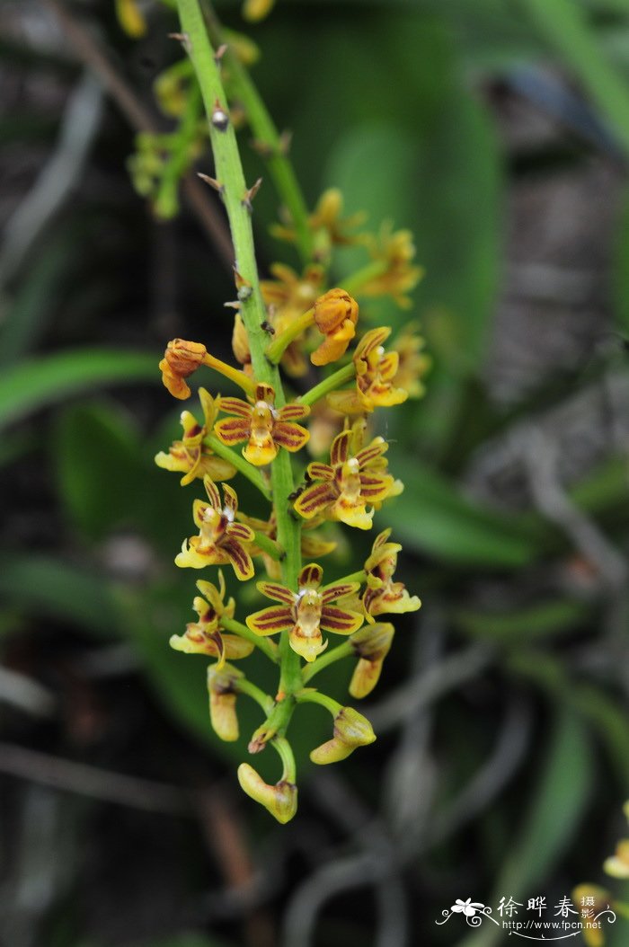 大序隔距兰 Cleisostoma paniculatum 大序隔距兰 Cleisostoma paniculatum