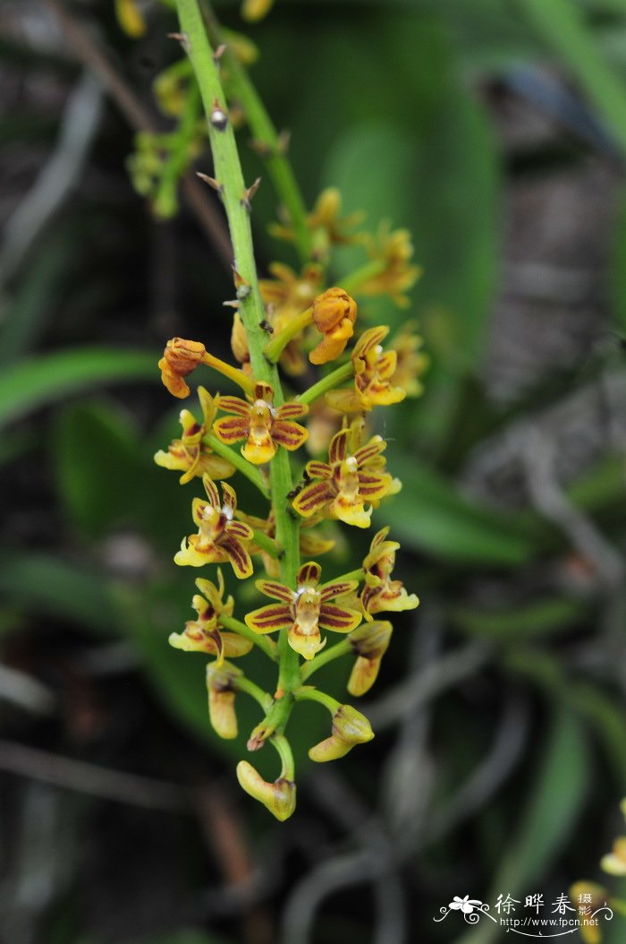 大序隔距兰 Cleisostoma paniculatum