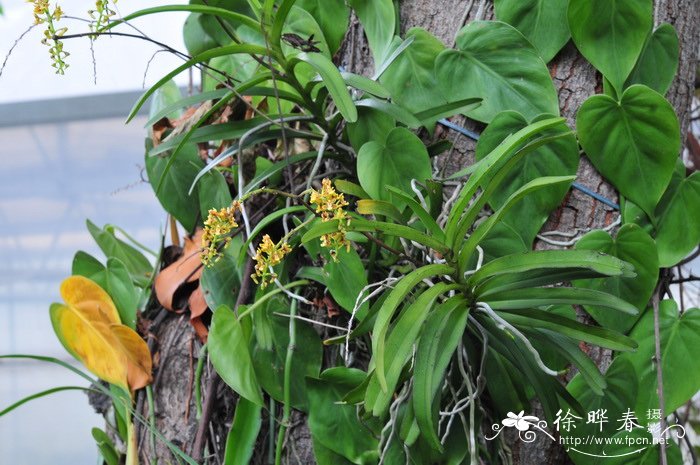 大序隔距兰 Cleisostoma paniculatum