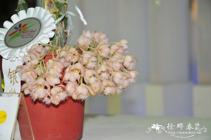 玫瑰克劳兰Clowesia Grace Dunn `Chadds Ford` 玫瑰克劳兰Clowesia Grace Dunn `Chadds Ford`