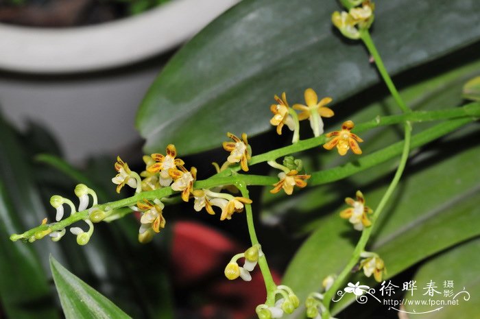大叶隔距兰Cleisostoma racemiferum 大叶隔距兰Cleisostoma racemiferum