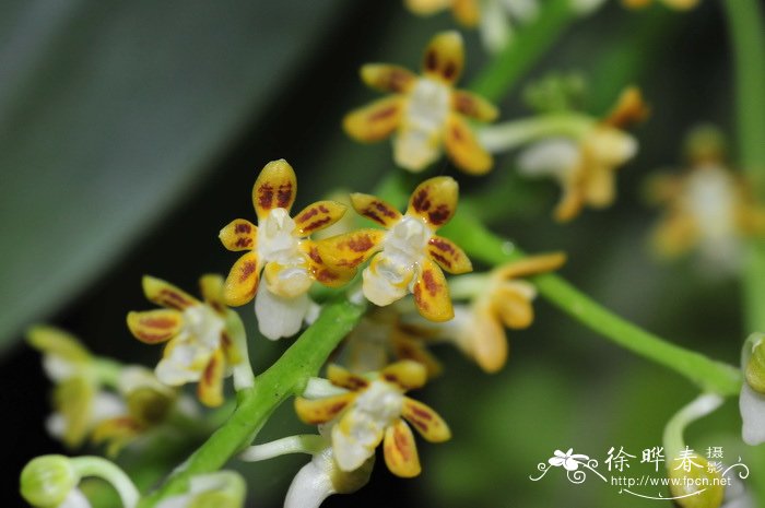 大叶隔距兰Cleisostoma racemiferum 大叶隔距兰Cleisostoma racemiferum