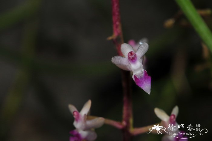 红花隔距兰Cleisostoma williamsonii 红花隔距兰Cleisostoma williamsonii
