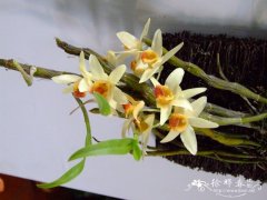 尖刀唇石斛Dendrobium heterocarpum