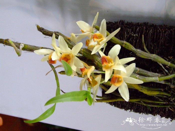 尖刀唇石斛Dendrobium heterocarpum 尖刀唇石斛Dendrobium heterocarpum