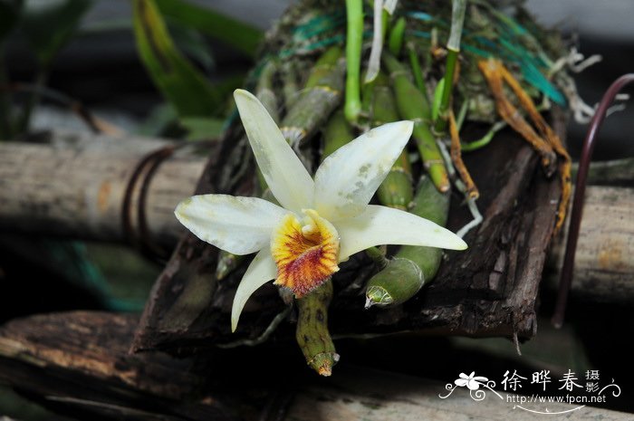 尖刀唇石斛Dendrobium heterocarpum