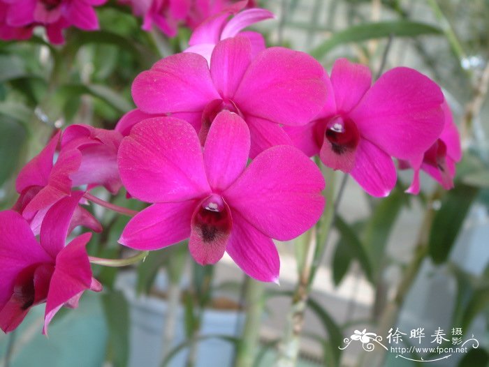 金日成花Dendrobium Kim il Sung 金日成花Dendrobium Kim il Sung