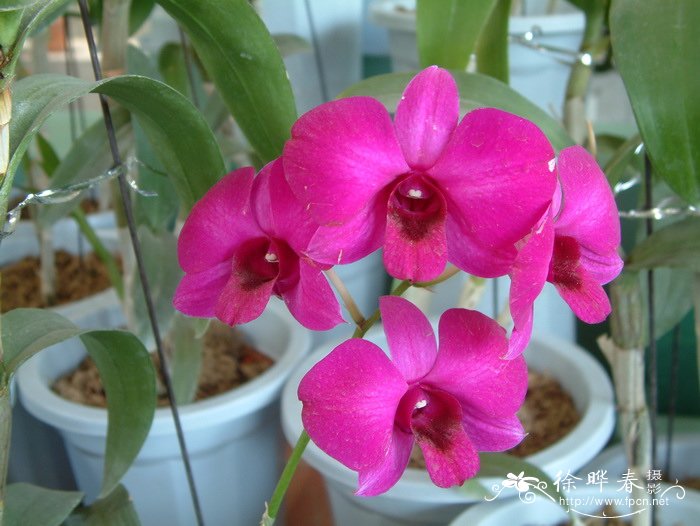 金日成花Dendrobium Kim il Sung