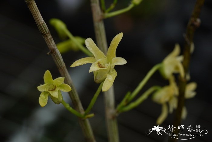 霍山石斛Dendrobium huoshanense 霍山石斛Dendrobium huoshanense