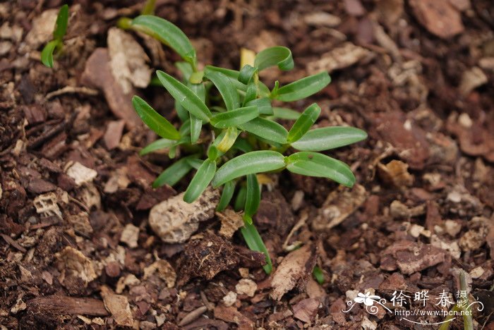 霍山石斛Dendrobium huoshanense