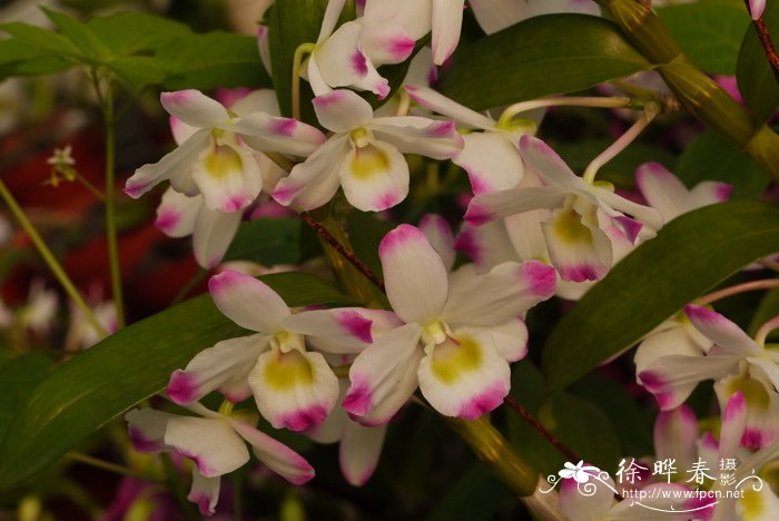春石斛Dendrobium hybird 春石斛Dendrobium hybird