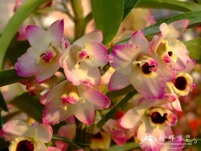 春石斛Dendrobium hybird 春石斛Dendrobium hybird
