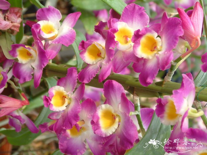 春石斛Dendrobium hybird