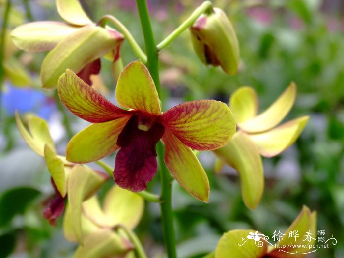 秋石斛Dendrobium hybird 秋石斛Dendrobium hybird