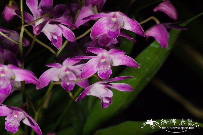 澳洲石斛Dendrobium kingianum 澳洲石斛Dendrobium kingianum