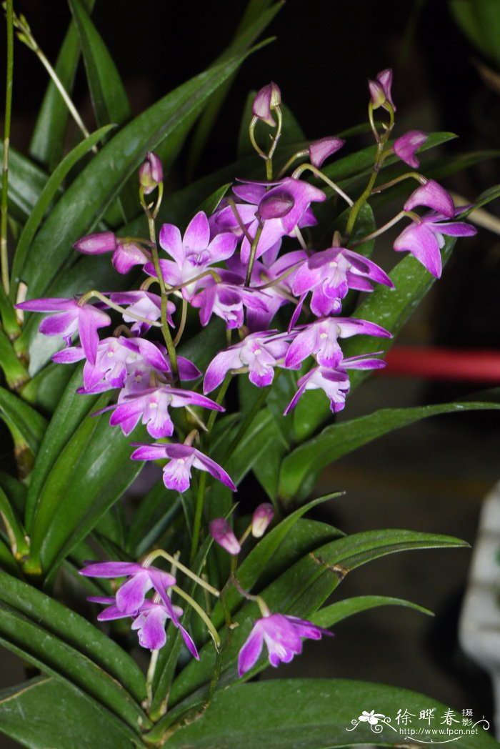 澳洲石斛Dendrobium kingianum 澳洲石斛Dendrobium kingianum