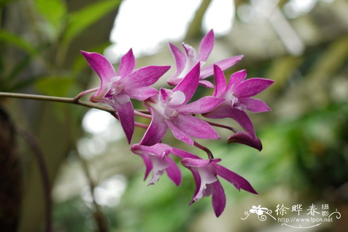 澳洲石斛Dendrobium kingianum