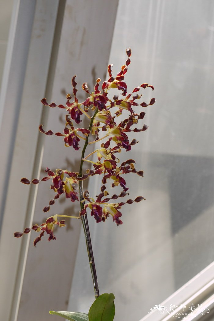 石斛原种Dendrobium lasianthera 石斛原种Dendrobium lasianthera