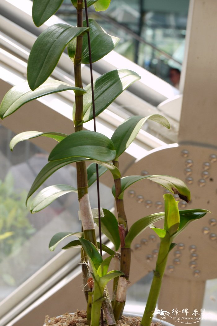 石斛原种Dendrobium lasianthera