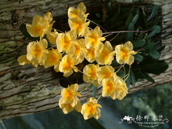 聚石斛 Dendrobium lindleyi
