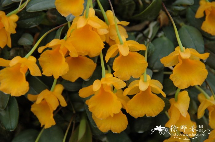 聚石斛 Dendrobium lindleyi 聚石斛 Dendrobium lindleyi