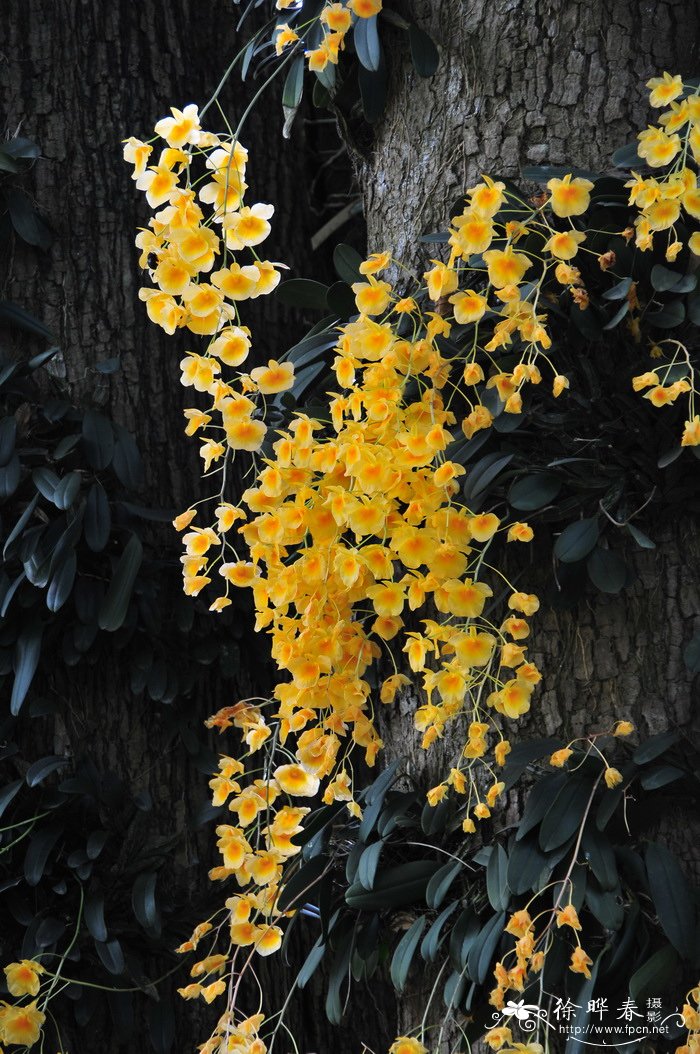 聚石斛 Dendrobium lindleyi