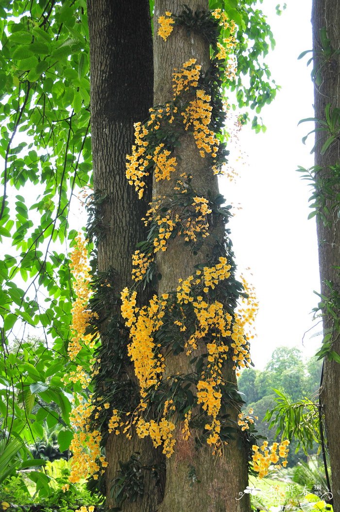 聚石斛 Dendrobium lindleyi