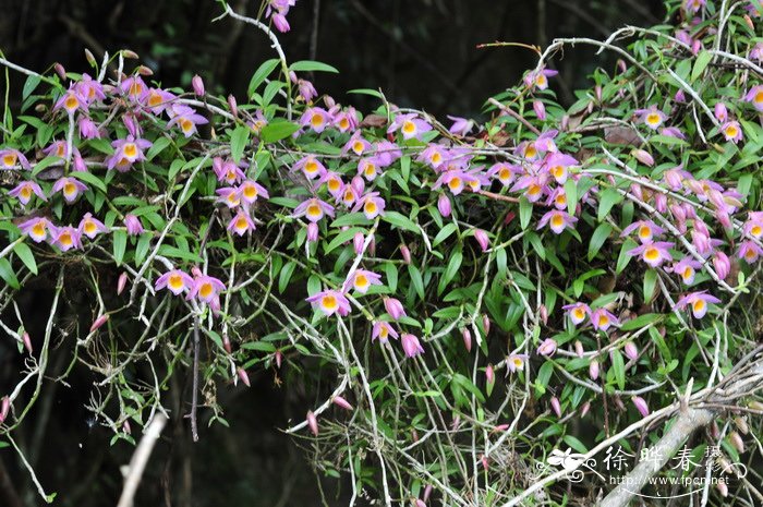美花石斛Dendrobium loddigesii