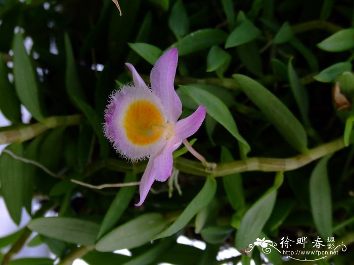 美花石斛Dendrobium loddigesii
