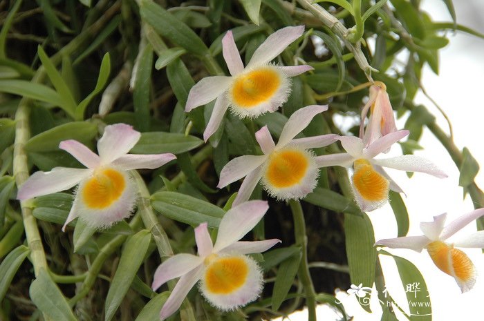 美花石斛Dendrobium loddigesii