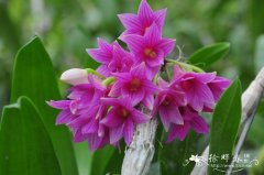 红花石斛 Dendrobium miyakei