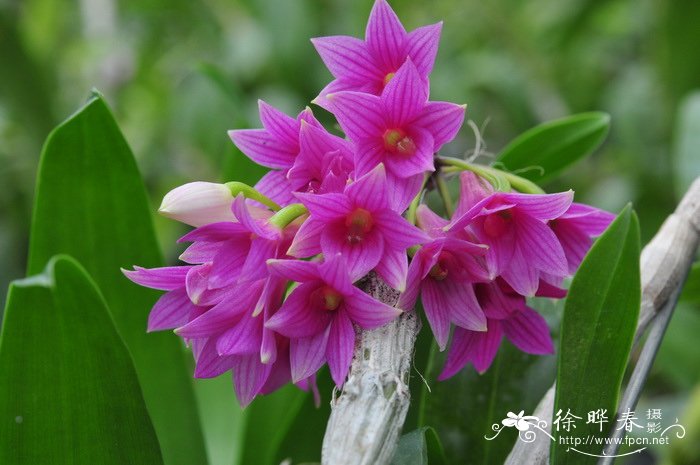 红花石斛 Dendrobium miyakei 红花石斛 Dendrobium miyakei