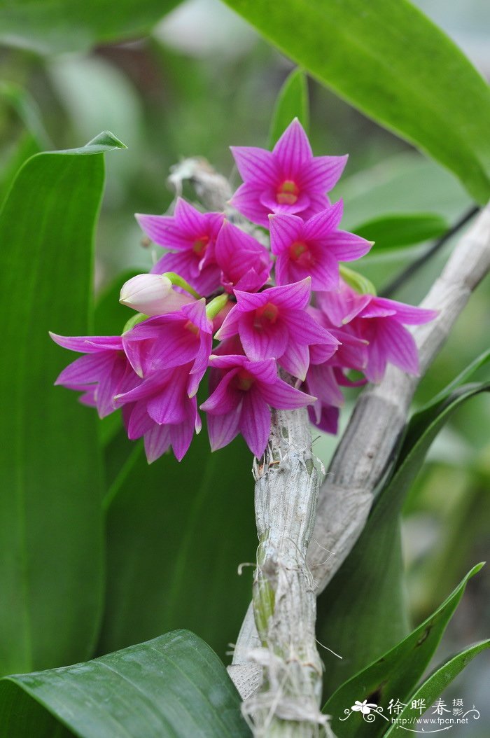 红花石斛 Dendrobium miyakei 红花石斛 Dendrobium miyakei