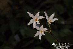 细茎石斛 Dendrobium moniliforme