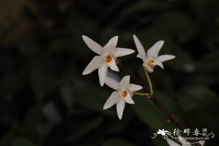 细茎石斛 Dendrobium moniliforme 细茎石斛 Dendrobium moniliforme