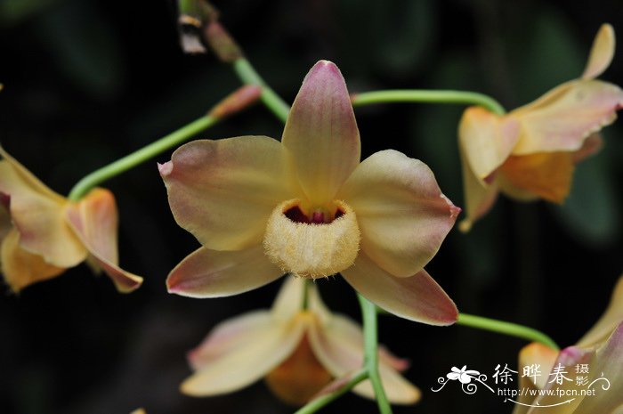 杓唇石斛Dendrobium moschatum 杓唇石斛Dendrobium moschatum