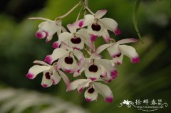 石斛 Dendrobium nobile