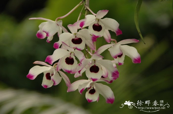 石斛 Dendrobium nobile 石斛 Dendrobium nobile