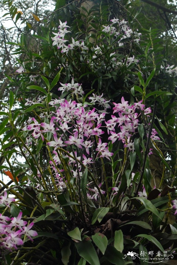 石斛 Dendrobium nobile 石斛 Dendrobium nobile
