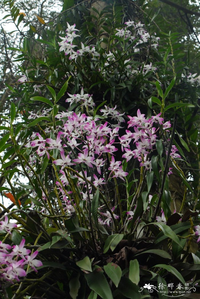 石斛 Dendrobium nobile