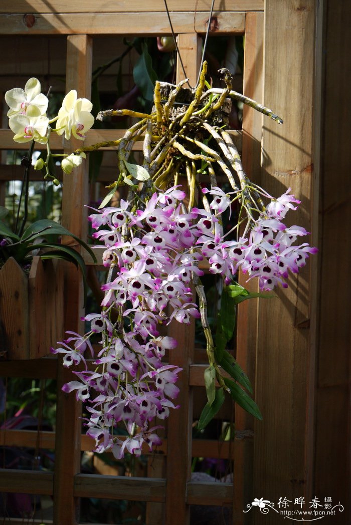 石斛 Dendrobium nobile