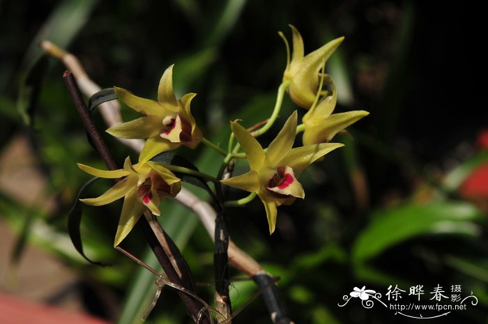 铁皮石斛Dendrobium officinale