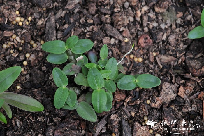 铁皮石斛Dendrobium officinale