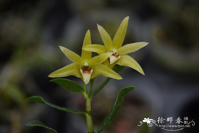 铁皮石斛Dendrobium officinale