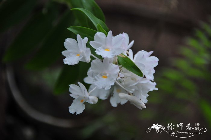 变色石斛 Dendrobium mutabile