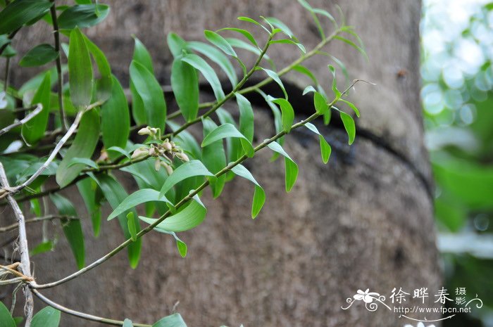 变色石斛 Dendrobium mutabile