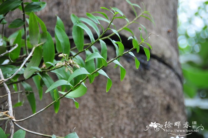 变色石斛 Dendrobium mutabile 变色石斛 Dendrobium mutabile